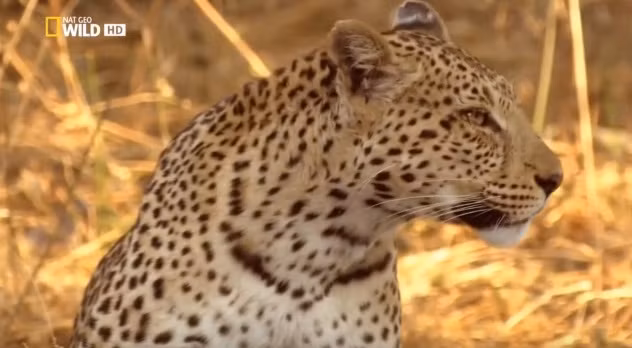 Báo đốm mẹ đau khổ, bất lực vì không thể giúp con mình.