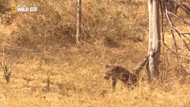 Cuối cùng, lấy hết dũng khí, báo đốm con quyết định dùng sức thoát khỏi chạc cây, mặc cho đau đớn và đôi chân sau chắc chắn bị liệt.
