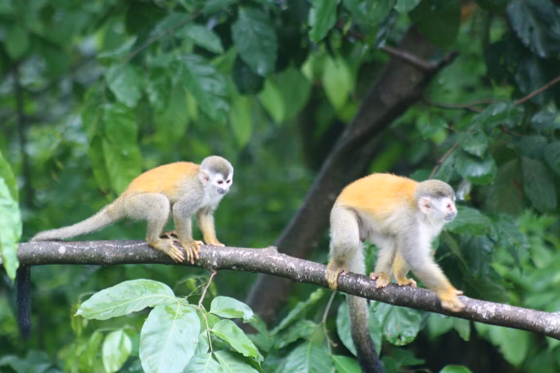 Không giống như mọi người nghĩ, mặc dù từ khi sinh ra đã leo trèo, sống trên cây nhưng những con khỉ vẫn rất cẩn trọng khi thực hiện những pha chuyền cành trên không.
