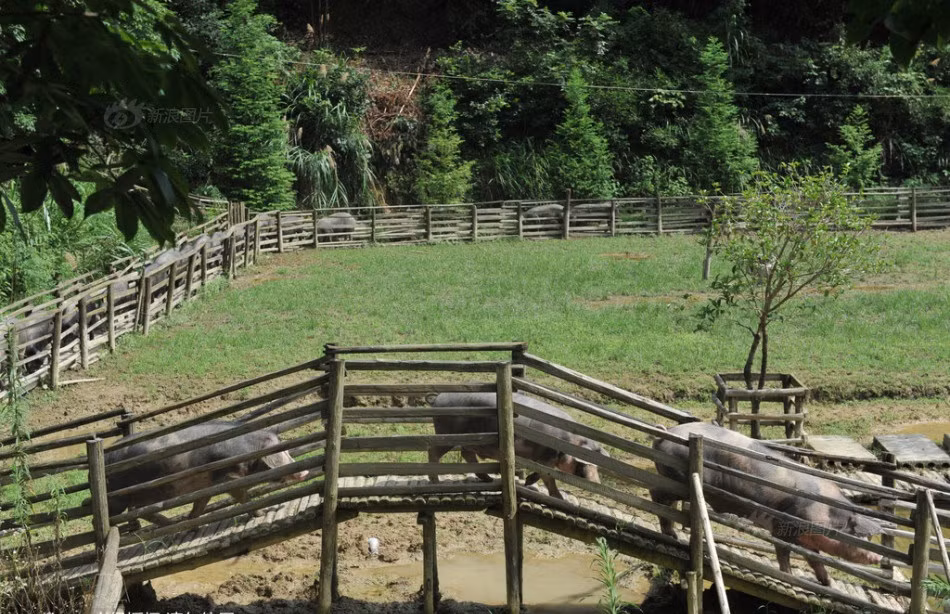 Trong đó, đàn lợn được tự do đi lại trong một khuôn viên rộng lớn, có hành lang để chúng đi lại, tập thể dục, hít khí trời mỗi ngày. Chúng cũng có sân chơi riêng trong vườn cây ăn quả. (Nguồn Sina)