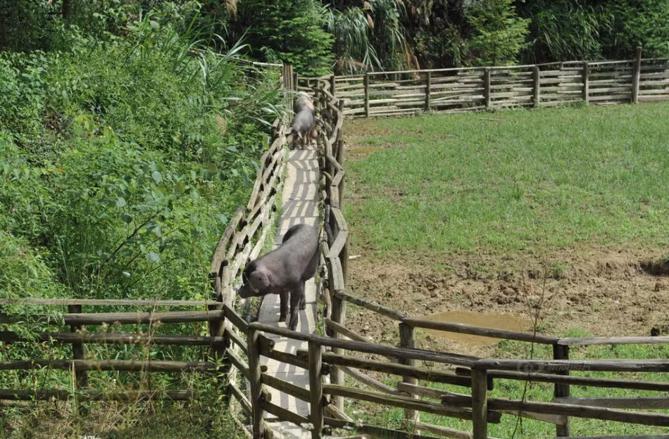 Những con lợn may mắn này không bị nuôi nhốt theo kiểu truyền thống ở trong những chiếc chuồng bẩn thỉu, ẩm thấp mà chúng được nuôi dưỡng trong một khối kiến trúc được thiết kế tỉ mỉ bởi một giáo viên mỹ thuật. (Nguồn Sina)