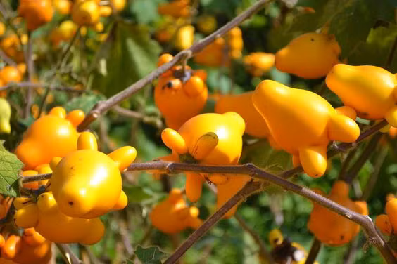 Chính vì ngoại hình đặc biệt gợi liên tưởng của quả mà Solanum mammosum được gọi là cây núm vú, cây nhũ hoa. Tại Trung Quốc, loài cây có quả hình nhạy cảm này được biết đến là cây năm ngón bởi đế quả có xòe ra năm hình bầu dục nhỏ, dài như năm ngón tay. Ở Nhật Bản, người ta gọi nó là cây mặt cáo do kiểu hình thon gọn, có chóp như mặt của loài cáo đỏ.