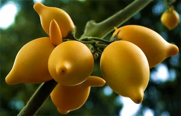 Cây núm vú có tên khoa học là Solanum mammosum, là loài thực vật có hoa trong họ Cà (Solanaceae), có họ hàng xa với cà chua và khoai tây. Mặc dù có nguồn gốc ở châu Phi nhưng hiện nay cây núm vú đã có mặt ở nhiều quốc gia trên thế giới, trong đó có Việt Nam.