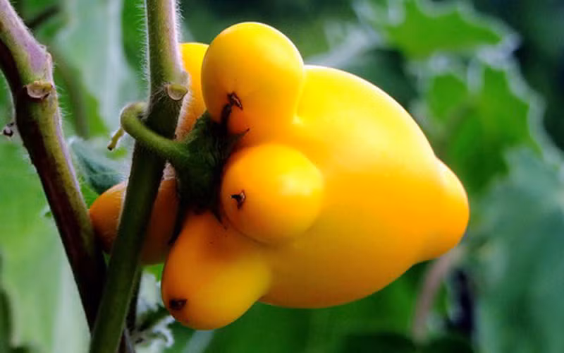 Ở Hải Nam, Trung Quốc người ta dùng cả cây dùng trị bệnh tràng nhạc. Ở Saint - Dominica, người ta dùng cây dưới dạng cao để trị bệnh đau vùng tâm vị.