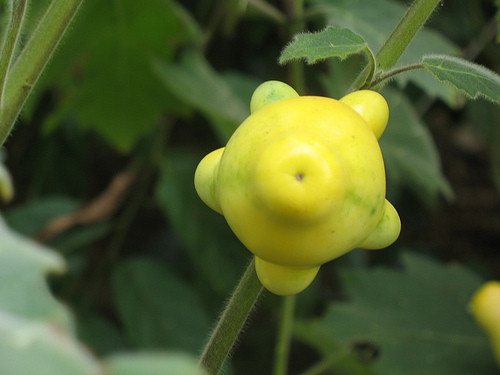 Cận cảnh quả núm vú nhìn trực diện.