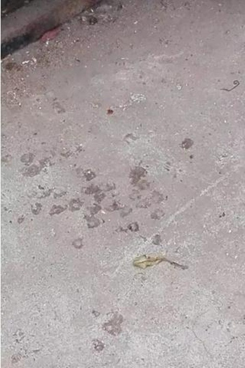 "Cảnh tượng như vậy khiến tôi cực kỳ kinh ngạc, cực kỳ rung động. Tôi không bao giờ có thể nghĩ con gà trống gan dạ này có thể dùng biện pháp tự hủy nốt bàn chân trái để có thể một lần nữa đứng lên thăng bằng. Phải biết rằng, nó dùng miệng từng chút từng chút một để mổ đứt các ngón chân trái như thế cần thời gian rất lâu, cũng rất đau", bà Thành chia sẻ thêm. Sau khi phát hiện ra, bà Thành đã nhanh chóng đặt chú gà trống lên tấm đệm và chữa cho con vật. (Nguồn Sina)