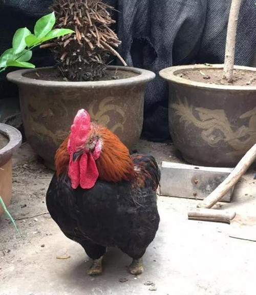 Con gà trống cụt chân này không phải sinh ra đã bị cụt bẩm sinh, theo bà Thành, chủ sở hữu của con gà, khoảng một tháng trước, bởi trời nóng bức, bà dự định chuyển chỗ ở cho mấy con gà đang nuôi. Trong lúc nhấc lên, không may gà trống mắc chân phải vào lồng tre, đứt hết các ngón. (Nguồn Sina)