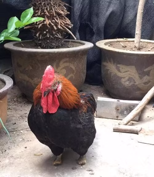 Con gà trống cụt chân này không phải sinh ra đã bị cụt bẩm sinh, theo bà Thành, chủ sở hữu của con gà, khoảng một tháng trước, bởi trời nóng bức, bà dự định chuyển chỗ ở cho mấy con gà đang nuôi. Trong lúc nhấc lên, không may gà trống mắc chân phải vào lồng tre, đứt hết các ngón. (Nguồn Sina)