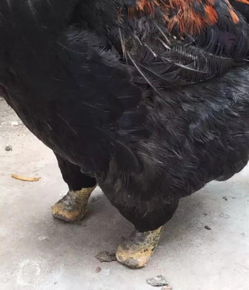 Đối với một con gà, hai chân là toàn bộ chi của chúng, để đứng thẳng, đi lại, bay nhảy. Khi bị cụt đi tất cả các ngón, hầu hết những con gà sẽ chịu chết. Thế nhưng con gà trống ở Tế Nguyên, Hà Nam, Trung Quốc này đã chứng minh một câu chuyện khác. (Nguồn Sina)