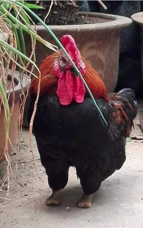 Tuy di chuyển không còn được nhanh nhẹn, thoải mái như hồi còn đủ ngón chân nhưng con gà trống dũng cảm lại mang một dáng vẻ trầm tĩnh, oai nghiêm khi bước đi từng bước thong thả, chậm mà chắc. (Nguồn Sina)