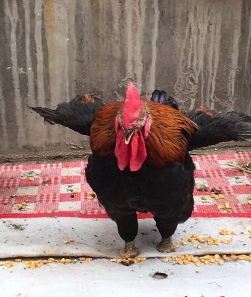 Dường như nhận thấy các phóng viên, con gà trống khá thân thiện, không phản kháng cũng không chạy trốn, để mặc cho mọi người chụp ảnh mình. (Nguồn Sina)