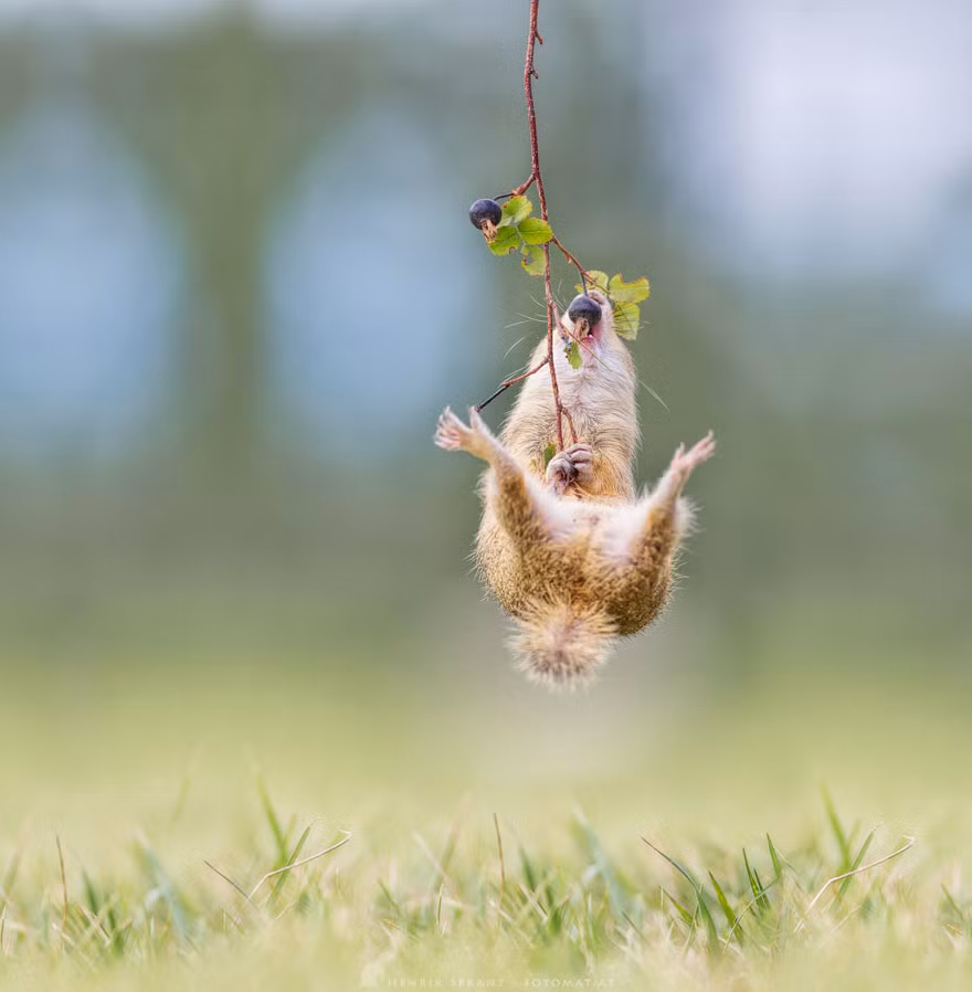 Sóc đất trổ tài đu bám, để có thể lấy được quả ngon, con sóc đất này vận dụng hết bản lĩnh của mình. (Nguồn Bored Panda)