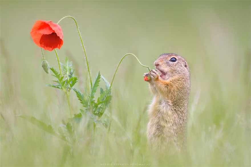Chú sóc đất này không thể cưỡng lại vẻ đẹp rực rỡ của bông hoa đẹp. (Nguồn Bored Panda)