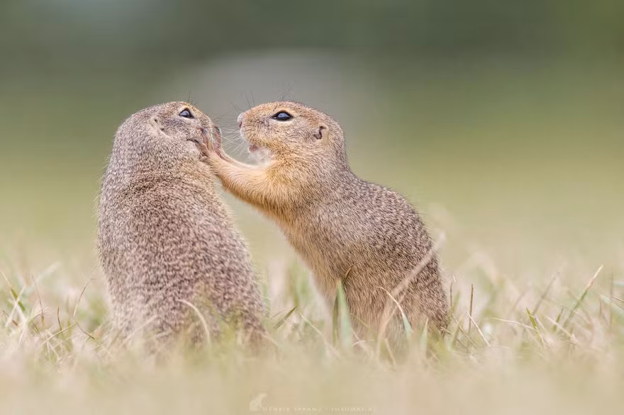 Cặp sóc đất nô đùa với nhau trên đồng cỏ. (Nguồn Bored Panda)