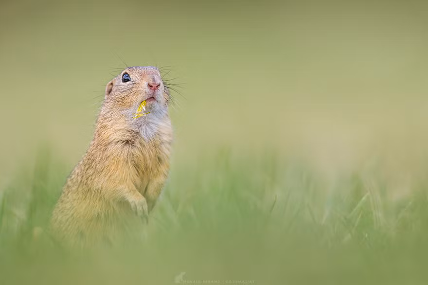 Lang thang trên các vùng đồng cỏ, nhiếp ảnh gia Henrik ghi lại từng khoảnh khắc đáng yêu, ngộ nghĩnh, thú vị và cả hài hước của loài sóc đất châu Âu. (Nguồn Bored Panda)