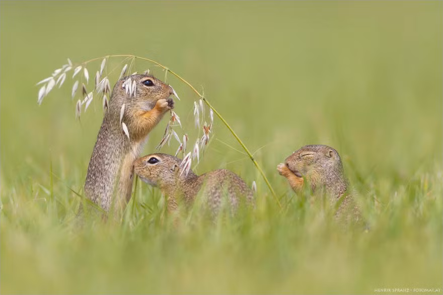 Những con sóc đất châu Âu thuộc loài gặm nhấm nhỏ, trong môi trường sinh sống tự nhiên của mình, chúng thể hiện đầy đủ bản tính nghịch ngợm, nhanh nhẹn. (Nguồn Bored Panda)