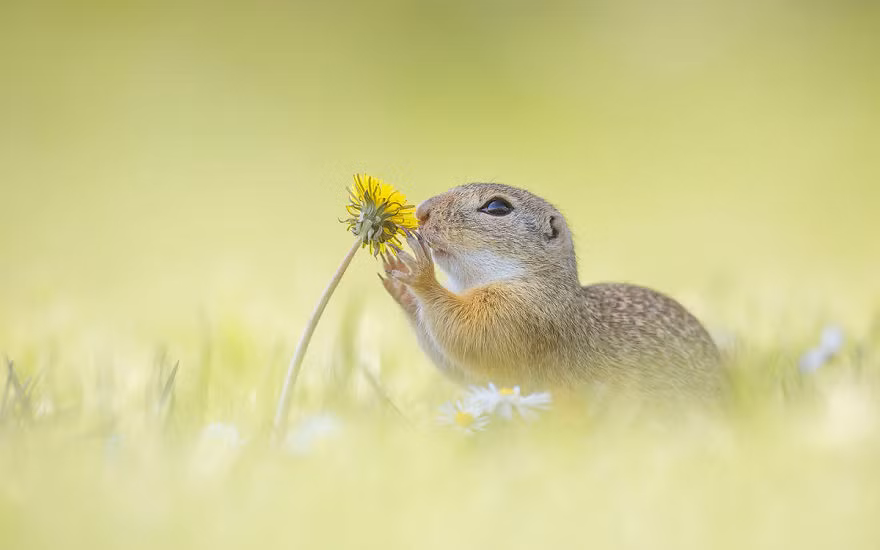 Một con sóc đất đang tranh thủ thưởng hoa vào lúc tiết trời mát mẻ, thoáng đãng. (Nguồn Bored Panda)