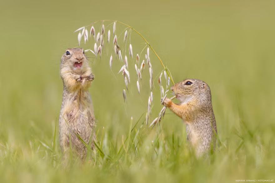 Cặp đôi sóc đất đang chia sẻ thức ăn với nhau. Chúng vừa ăn vừa chia sẻ với nhau những câu chuyện vụn vặt trong ngày. (Nguồn Bored Panda)