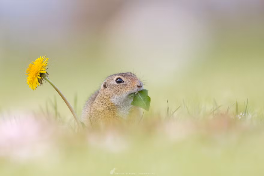 Thảnh thơi tận hưởng bữa ăn thanh nhã, sóc đất đáng yêu khiến con người ghen tị. (Nguồn Bored Panda)