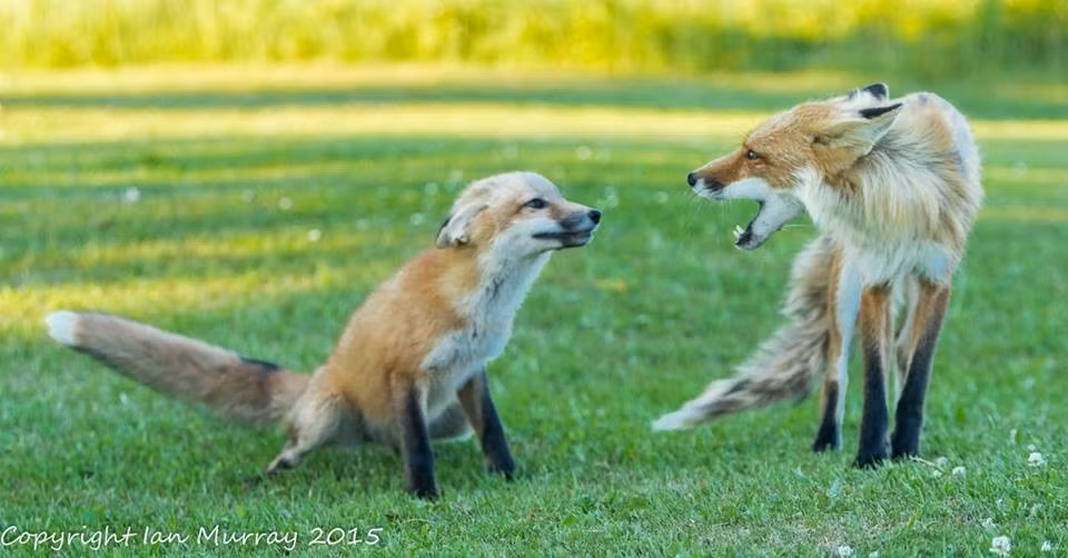 Nó sẵn sàng quát nạt, dạy dỗ cáo con khi cáo con vi phạm nguyên tắc và luật lệ. (Nguồn Dodo)