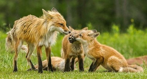 Con cáo đực làm thay công việc của một con cáo mẹ rất tốt, nó dịu dàng, cần mẫn chăm sóc đàn con. (Nguồn Dodo)