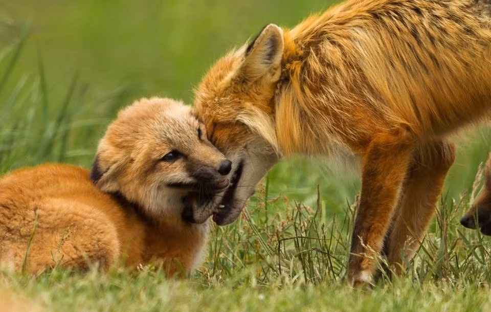 Người ta thường nói "con mất cha ăn cơm với cá, con mất mẹ liếm lá dọc đường" nhưng trong trường hợp của đàn cáo đỏ con lại không giống như vậy. Con cáo đỏ đực này chăm sóc cho đàn con cực kỳ tốt, không thua kém bất cứ con cáo mẹ nào. (Nguồn Dodo)