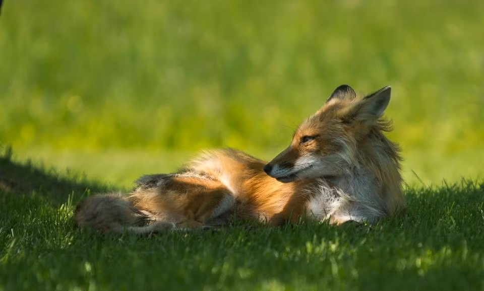 Con cáo đỏ cha được bạn của nhiếp ảnh gia Murray chôn cất cẩn thận, tưởng nhớ về một loài động vật có tình cha bao la. (Nguồn Dodo)