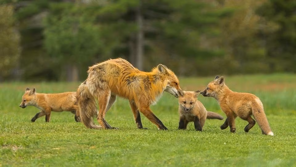 Do tiếp xúc trong một thời gian dài, con cáo đỏ đã buông lỏng cảnh giác với nhiếp ảnh gia Murray, anh có thể thoải mái ghi lại những khoảnh khắc ấn tượng của gia đình cáo đỏ. (Nguồn Dodo)
