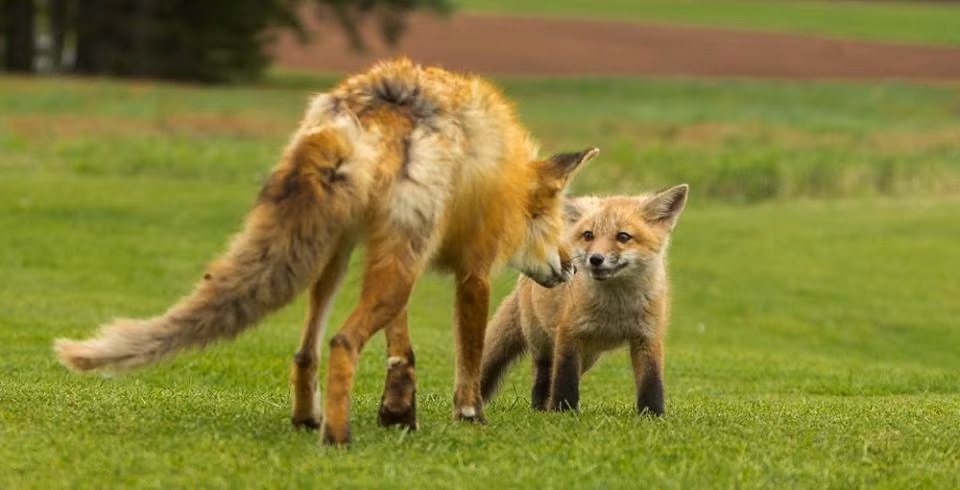 Đáng buồn thay, cuộc sống luôn đầy rẫy bất ngờ và không phải bất ngờ nào người ta cũng muốn đón nhận. Mới đây, trong khi băng qua đường đem thức ăn về cho đàn con, cáo cha bị một chiếc xe ô tô đâm phải và không qua khỏi. (Nguồn Dodo)