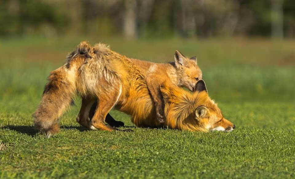 Nhiều lần, con cáo cha còn tiếp cận thân mật với nhiếp ảnh gia Murray để nhìn ngắm lại những hình ảnh của gia đình mình. (Nguồn Dodo)