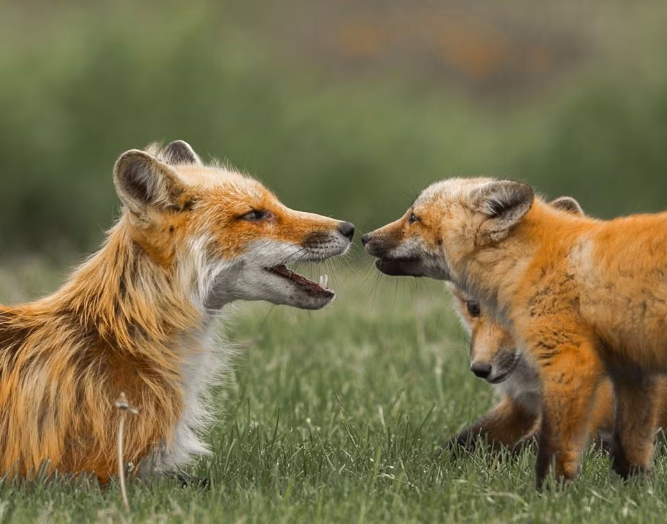 Tuy vậy, cáo đỏ đực cũng rất ra dáng làm cha, mặc dù nhiều lần nhân nhượng, chiều lòng cáo con nhưng vấn đề gì liên quan đến nguyên tắc, quy luật cáo cha sẽ vô cùng nghiêm túc. (Nguồn Dodo)