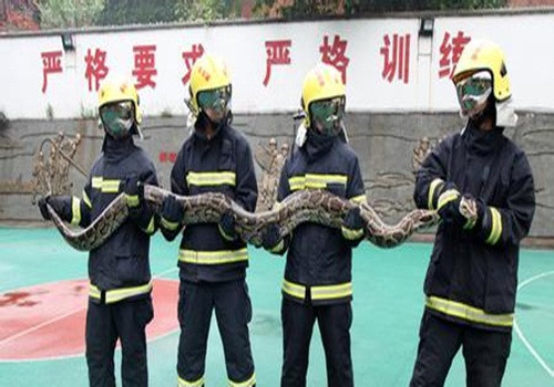 Theo lời của chủ vườn cây ăn quả, trước đó ông đã nhìn thấy con trăn xuất hiện trong vườn quả mình, nó nuốt mất một con gà của gia đình. Tuy nhiên ông nghĩ con trăn khá nhỏ nên coi thường và không gọi cảnh sát. Chỉ khi tận mắt chứng kiến kích thước thật của con trăn, ông mới sợ hãi và gọi cho đội cứu hộ ngay lập tức.