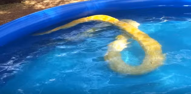 Chính vì thế, Corey Wallace thường khiến những con thỏ và gà chết một cách nhanh nhất, không đau đớn nhất bằng cách đập vào gáy của con vật sau đó mới cho Sumatra ăn. (Nguồn Dailymail)