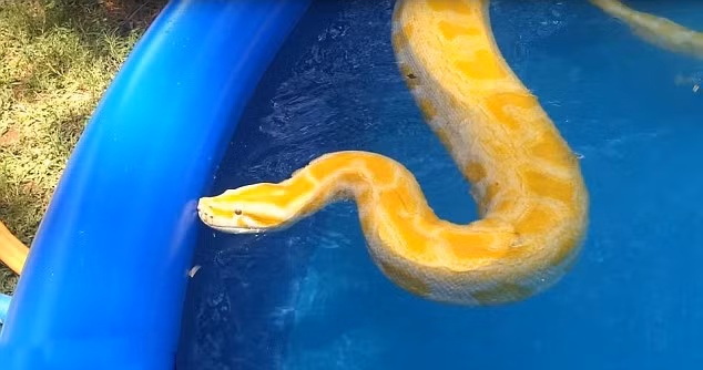 Tuy nhiên, theo Corey Wallace, cha của cô bé bơi cùng trăn khổng lồ cho biết gia đình anh sống ở Redding, California và đã nuôi con trăn cưng này được gần chục năm. (Nguồn Dailymail)