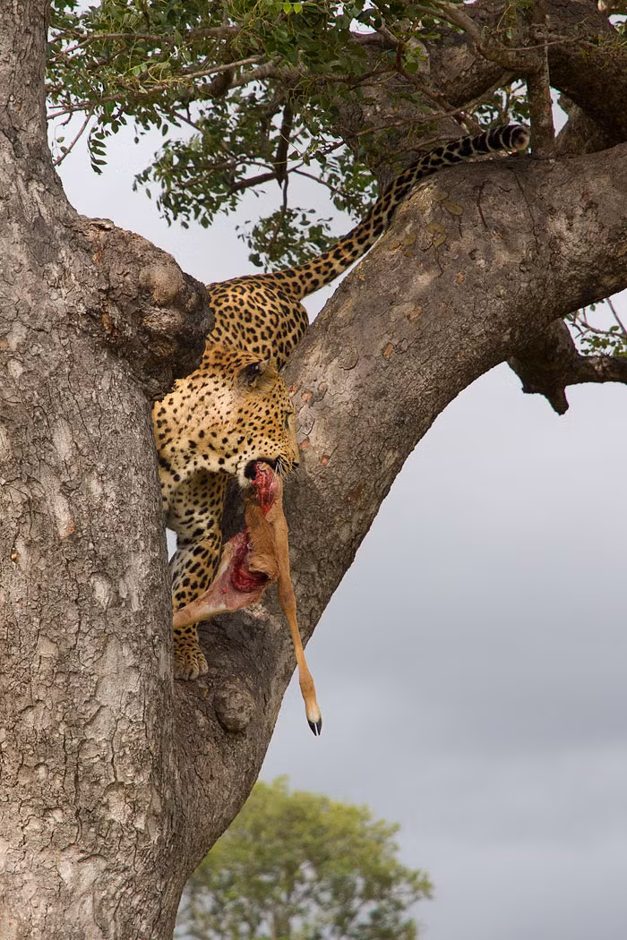 Sau khi no bụng, con báo đốm đực tham lam đem nốt chỗ thịt thừa về lãnh địa của mình.