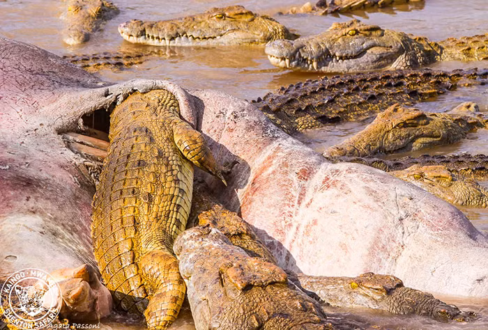 Những con cá sấu khổng lồ có kích thước vượt trội là những kẻ đầu tiên được tiếp cận với xác hà mã. Chúng không hề kiêng dè mà cắn thủng bụng hà mã sau đó chui hẳn vào để ăn. (Nguồn Africa Geographic)