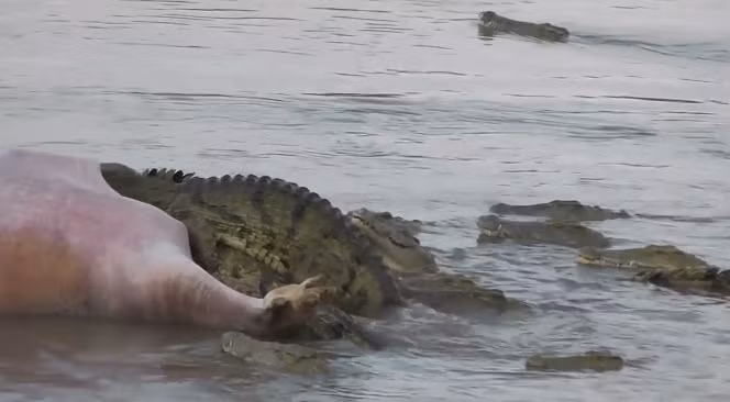 Cảnh hà mã bị cắn nuốt bởi đàn cá sấu tử thần. (Nguồn Africa Geographic)