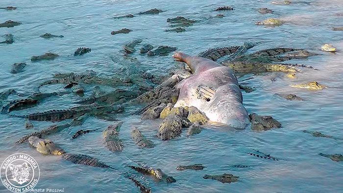 Liên tiếp trong nhiều giờ đồng hồ, xác của con hà mã tội nghiệp bị đàn cá sấu đói bụng xâu xé. (Nguồn Africa Geographic)