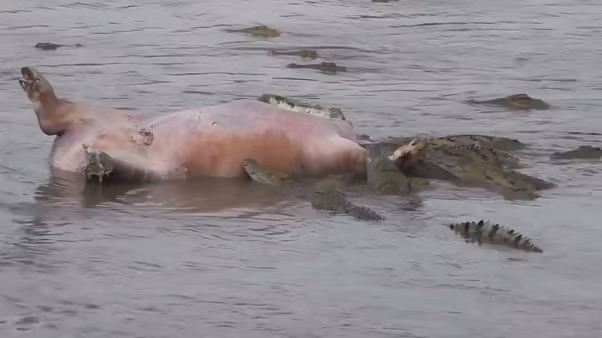 Bại trận trước cuộc chiến giành vương quyền trên sông, con hà mã đực bị chính đồng loại của mình giết chết, xác của nó trôi nổi, bị đàn cá sấu khổng lồ cắn xé. (Nguồn Africa Geographic)