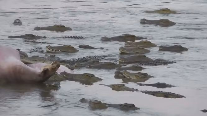 Trong khi đồng loại của mình ăn thịt hà mã, những con khác sẽ chầu chực ở vòng ngoài, kiên nhẫn chờ đến lượt mình. (Nguồn Africa Geographic)