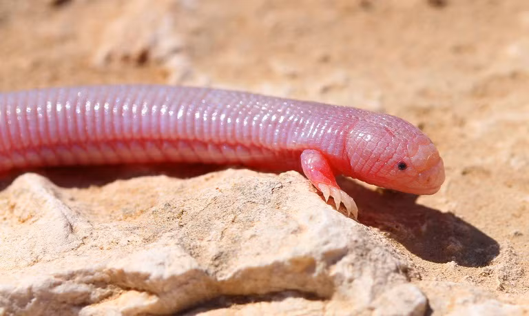 Dưới ánh nắng, cơ thể của thằn lằn nốt ruồi đỏ hồng lên như máu. (Nguồn Boredomtherapy)