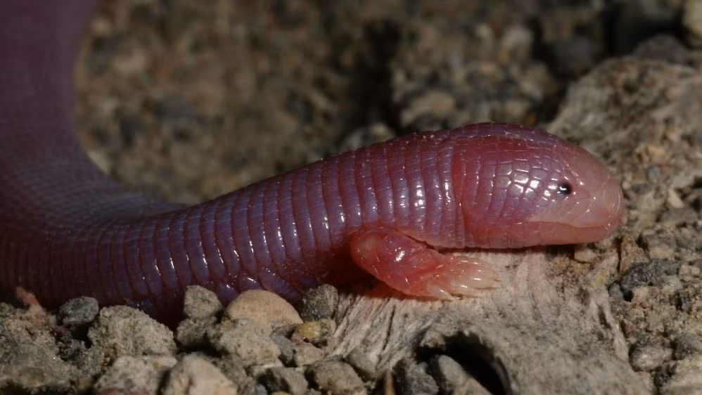 Cận cảnh một con thằn lằn nốt ruồi cố thủ trong hang ổ của nó. (Nguồn Boredomtherapy)