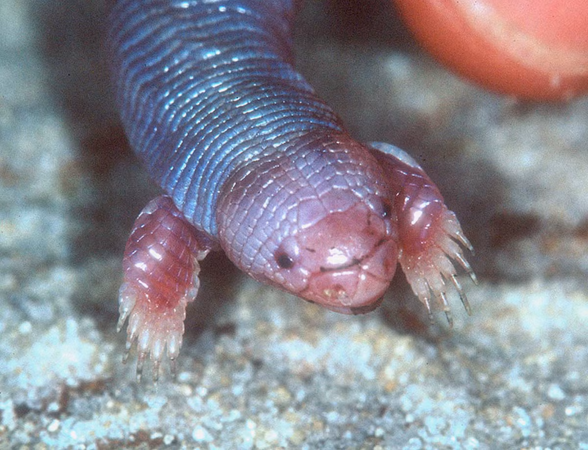 Mặc dù vậy, thức ăn của thằn lằn nốt ruồi có cả món giun đất. Ngoài ra, chúng ăn côn trùng như kiến, mối, ấu trùng. (Nguồn Boredomtherapy)