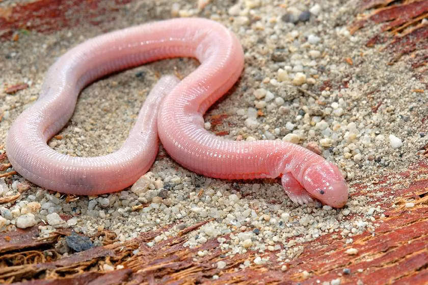 Ngoại hình vốn đã khiến người ta ghê rợn, phương thức săn giết con mồi của loài thằn lằn này thậm chí có đáng sợ hơn. Chúng thường kéo con mồi xuống hang đất, tra tấn tinh thần của con mồi và thưởng thức con mồi trong bóng tối. (Nguồn Boredomtherapy)