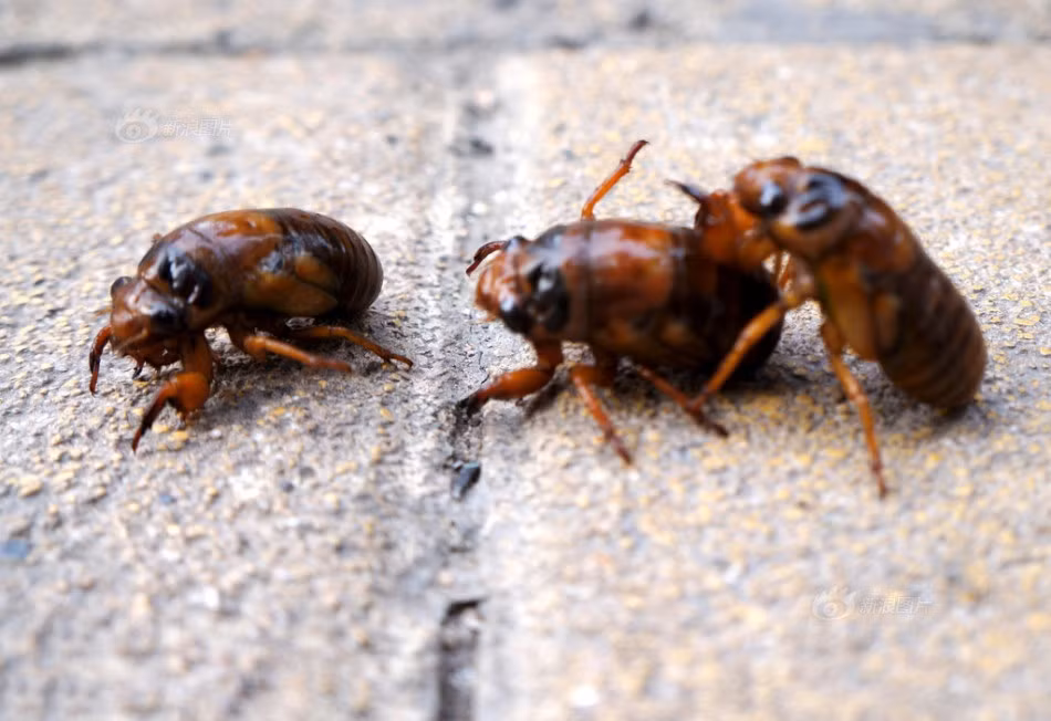 Theo đó, ở địa phương này, những con ve sầu là món ăn ưa thích của người dân. Sau khi bắt được ve sầu, người ra đem rửa sạch, để ráo nước sau đó cho vào chảo rang, đảo liên tục. Lúc đảo rải thêm chút muối ăn lên phía trên. (Nguồn Sina)