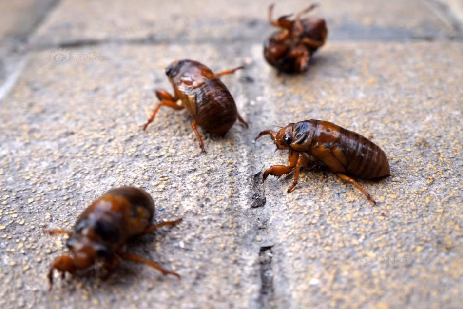 Đảo liên tục đến khi ve sầu chín giòn tan, dậy mùi thơm là ăn được. Theo người dân địa phương, món ve sầu rang muối này không những ăn ngon mà còn có giá trị bổ dưỡng nhất định, người lớn trẻ nhỏ đều bị hấp dẫn bởi món này. (Nguồn Sina)