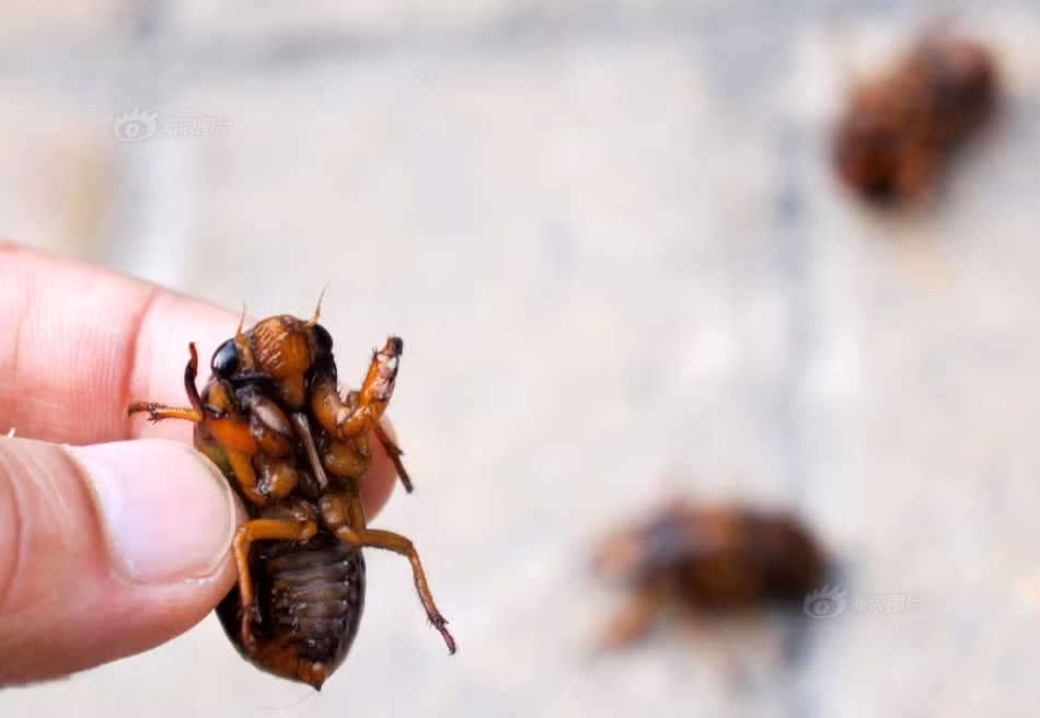 Những con ve sầu bị bắt có con chỉ vừa mới lột xác, rất đáng thương. (Nguồn Sina)