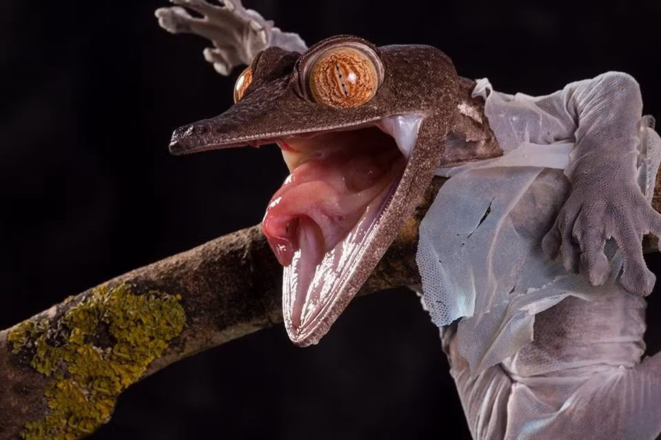 Biểu hiện của con tắc kè khiến người xem cảm thấy rợn người, cảm giác như con tắc kè đang phải chịu đựng sự đau đớn tột cùng.