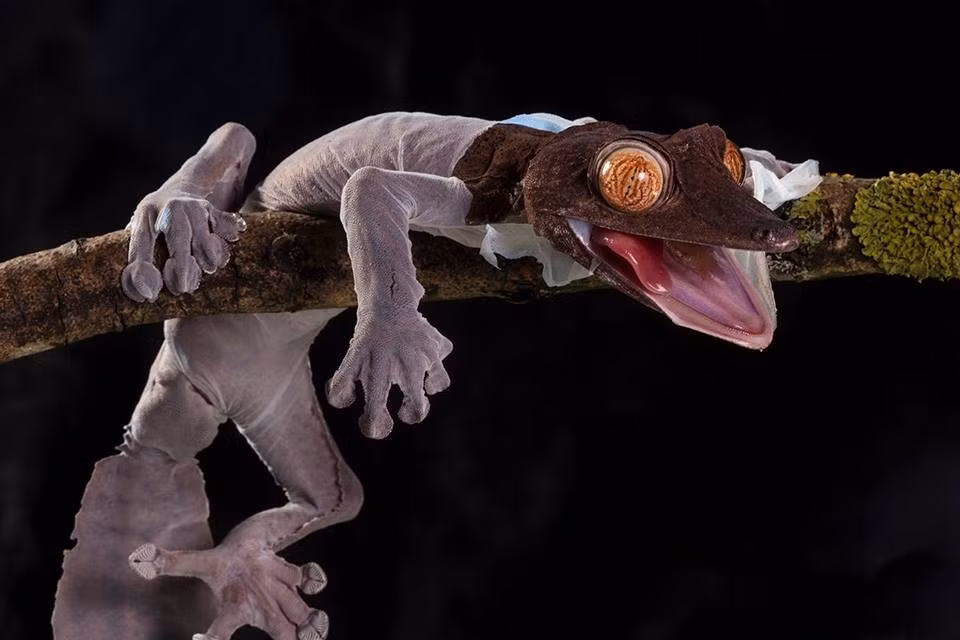 Toàn bộ quá trình lột da của con tắc kè này mất tới bốn tiếng đồng hồ, từng chút, từng chút một.