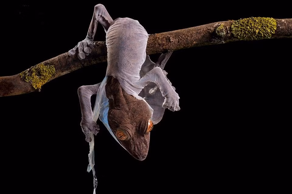 Thú vị hơn, sau khi lột xác thành công, tắc kè sẽ ăn luôn cả bộ da cũ mình vừa lột như một món ăn ngon lành bổ dưỡng, cung cấp nhiều chất dinh dưỡng,